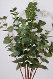 Eucalyptus Stem