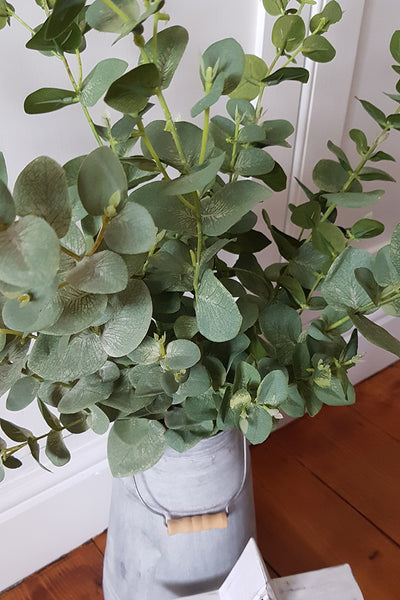 Eucalyptus Stem