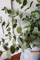 Eucalyptus Stem