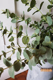 Eucalyptus Stem