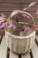 Deep Pink & Green Bayleaf Stem