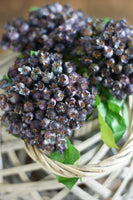 Bundle of Rustic Indigo Hawthorn Berries