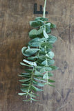 Fresh Green Faux Eucalyptus Stem
