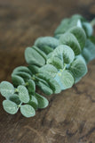 Fresh Green Faux Eucalyptus Stem