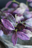 Deep Pink & Green Bayleaf Stem