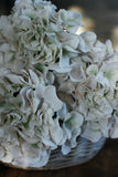 Natural Vintage Hydrangea