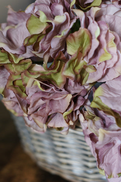 Vintage Purple & Green Hydrangea