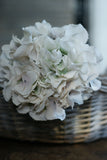 Natural Vintage Hydrangea