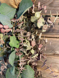 Dusky Eucalyptus Branch Decoration