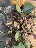 Dusky Eucalyptus Branch Decoration