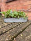 Zinc Planter