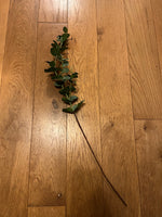 Eucalyptus Stem