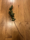 Eucalyptus Stem