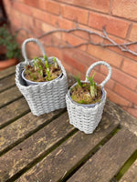 Pair of Baskets in Verte