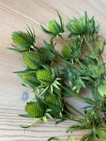Thistle Stem - Green