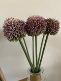 Vintage Violet Hedgerow Allium